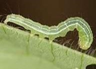 Green Cloverworm, Soybean Looper And Alfalfa Caterpillars Observed In S.D. Soybeans